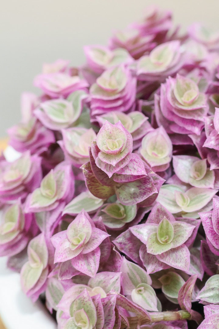 【カリシア ロザート】再入荷しました！かわいいミニタイプ！目が覚めるようなパープルの葉っぱが素敵です！