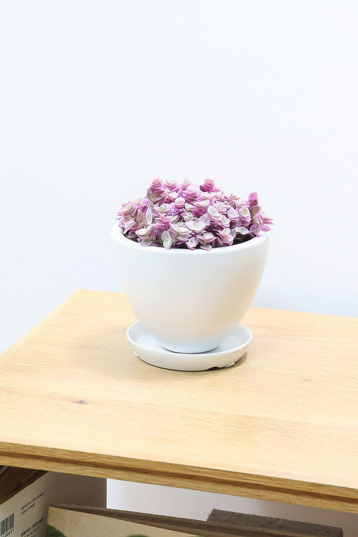 【カリシア ロザート】再入荷しました！かわいいミニタイプ！目が覚めるようなパープルの葉っぱが素敵です！