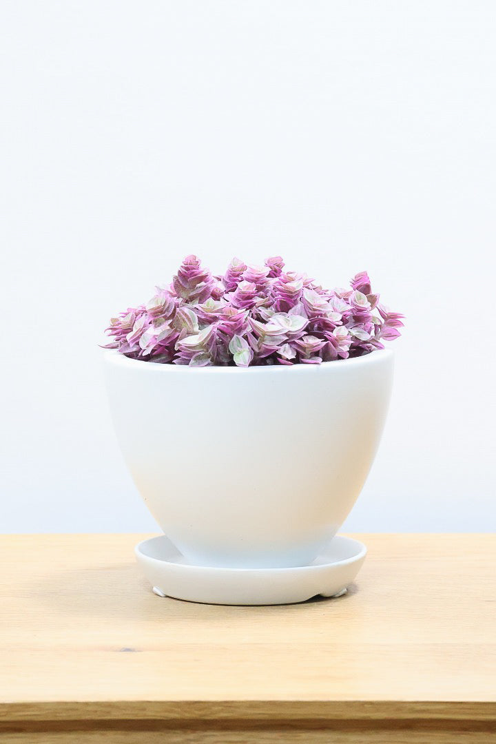 【カリシア ロザート】再入荷しました！かわいいミニタイプ！目が覚めるようなパープルの葉っぱが素敵です！