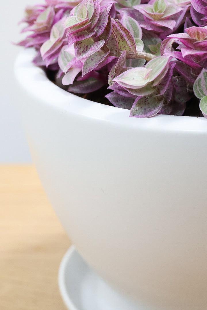 【カリシア ロザート】再入荷しました！かわいいミニタイプ！目が覚めるようなパープルの葉っぱが素敵です！