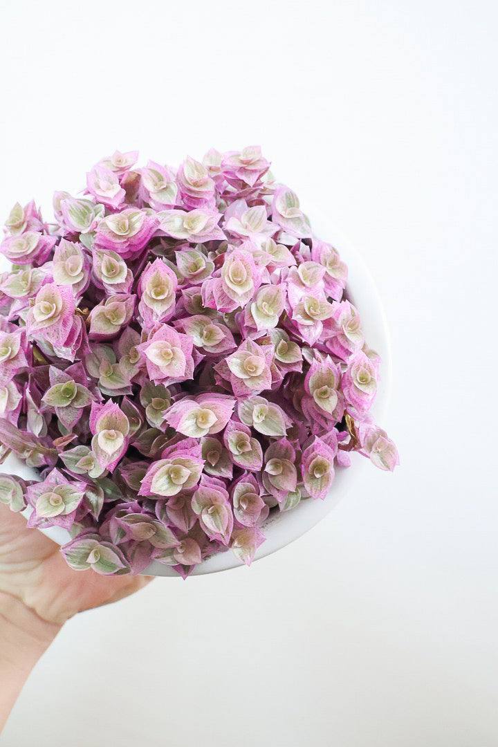 【カリシア ロザート】再入荷しました！かわいいミニタイプ！目が覚めるようなパープルの葉っぱが素敵です！