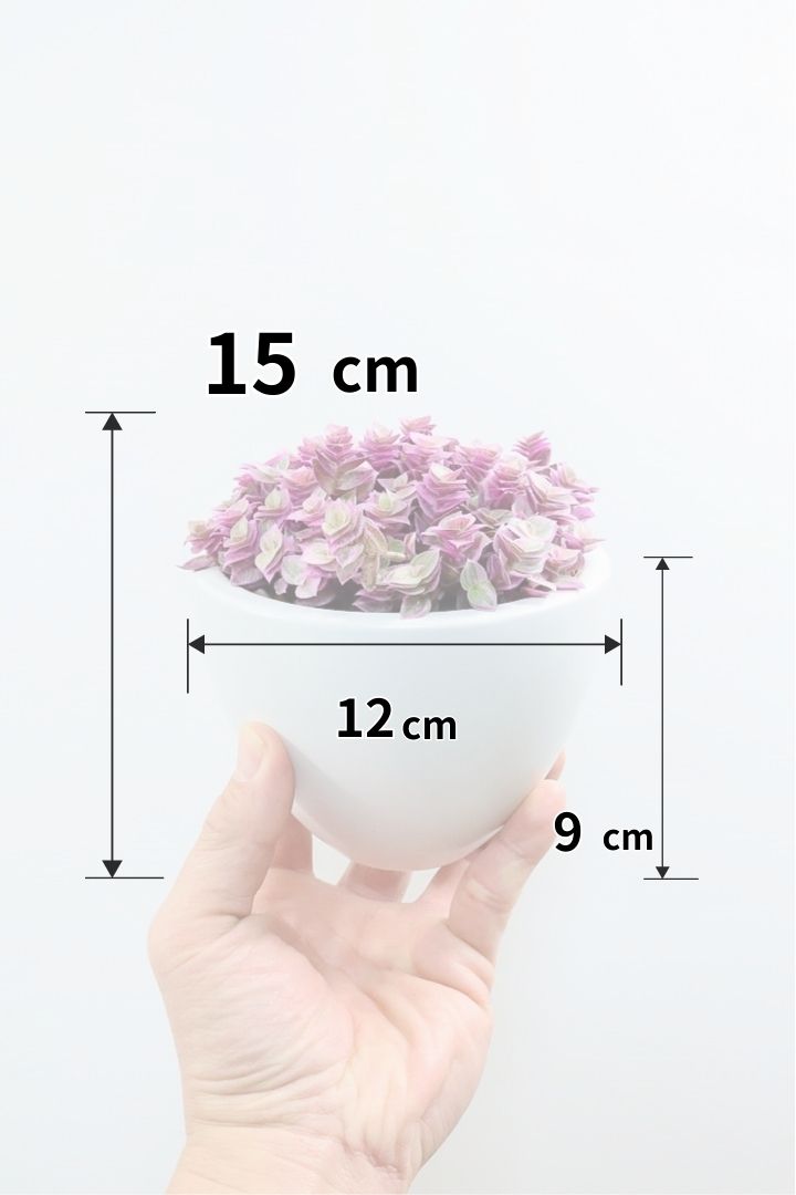 【カリシア ロザート】再入荷しました！かわいいミニタイプ！目が覚めるようなパープルの葉っぱが素敵です！