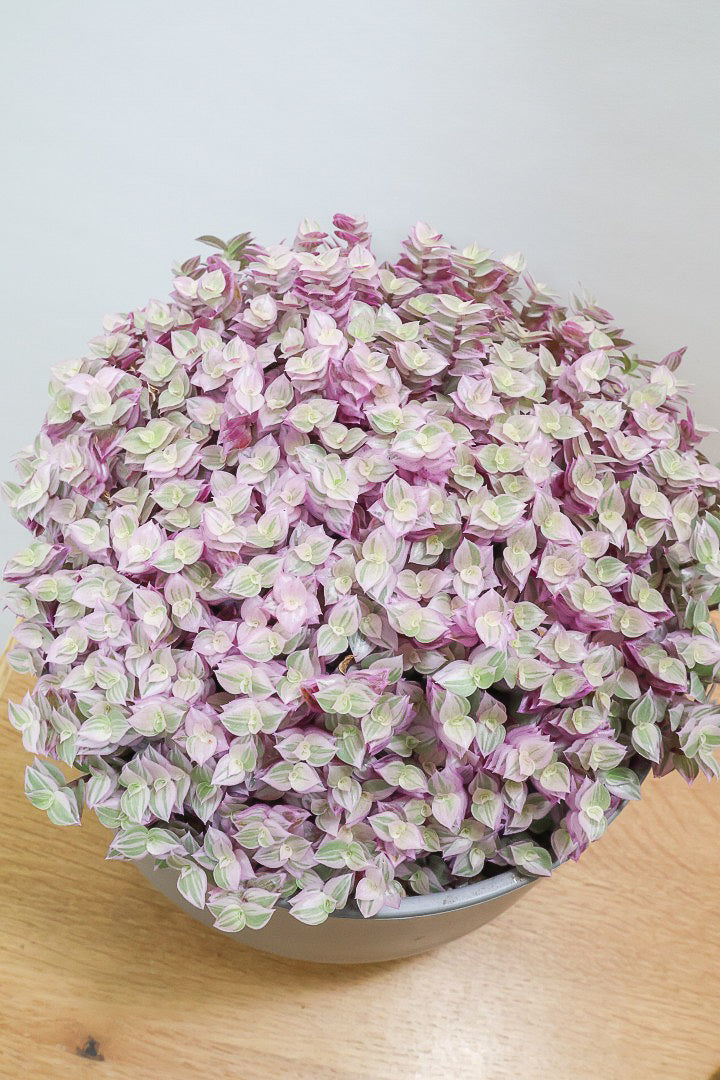 【カリシア ロザート】再入荷しました！大き目タイプ！目が覚めるようなパープルの葉っぱが素敵です！