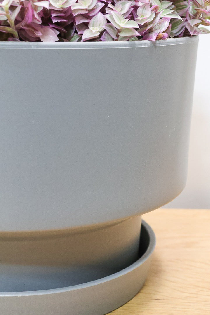 【カリシア ロザート】再入荷しました！大き目タイプ！目が覚めるようなパープルの葉っぱが素敵です！