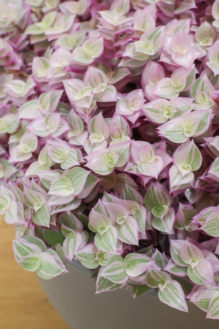 【カリシア ロザート】再入荷しました！大き目タイプ！目が覚めるようなパープルの葉っぱが素敵です！