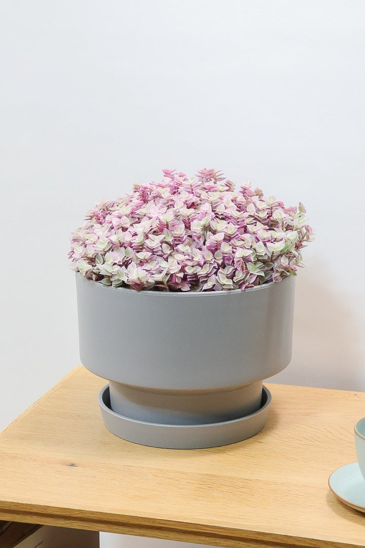 【カリシア ロザート】再入荷しました！大き目タイプ！目が覚めるようなパープルの葉っぱが素敵です！