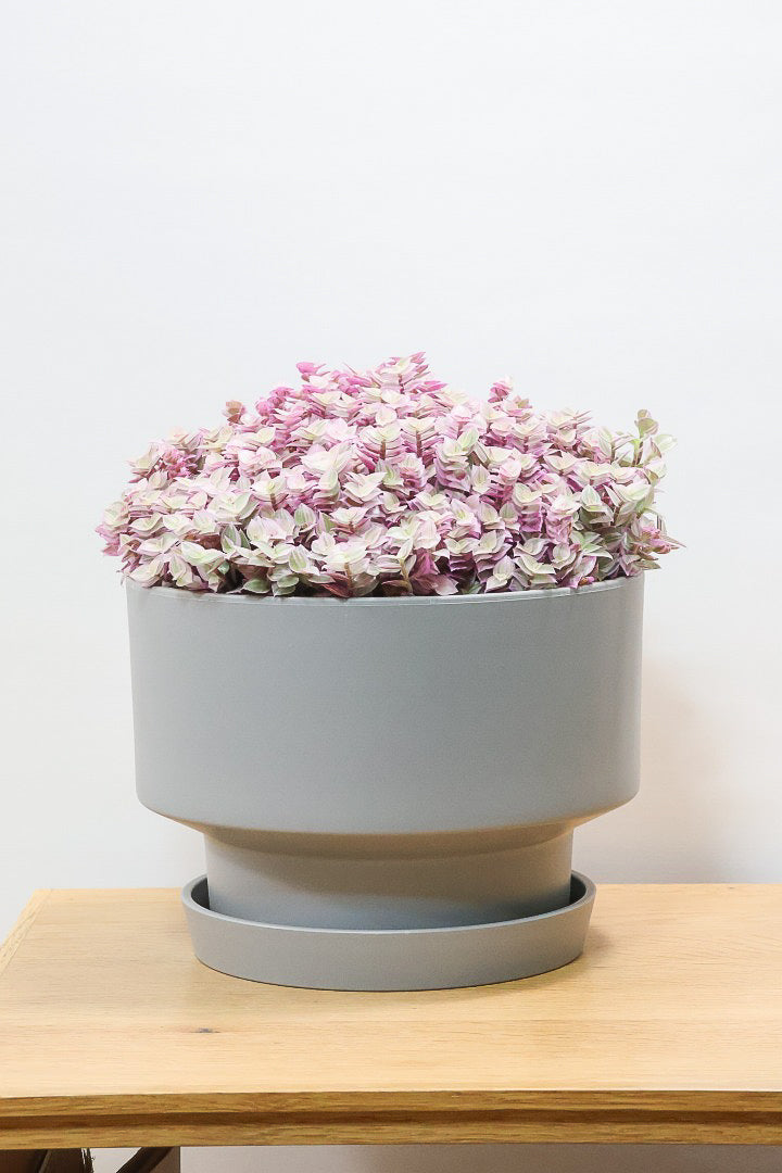 【カリシア ロザート】再入荷しました！大き目タイプ！目が覚めるようなパープルの葉っぱが素敵です！