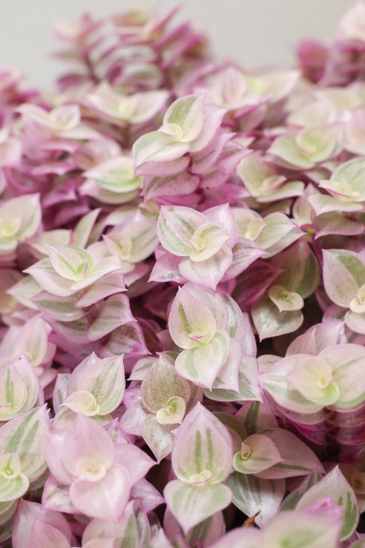 【カリシア ロザート】再入荷しました！大き目タイプ！目が覚めるようなパープルの葉っぱが素敵です！