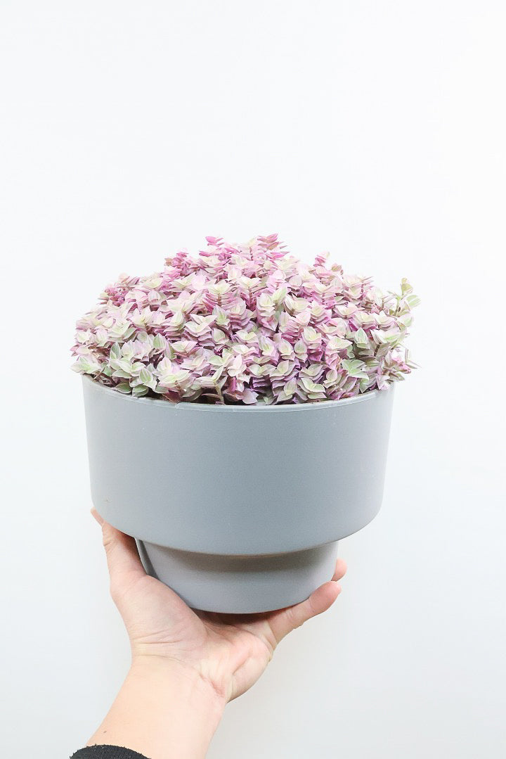 【カリシア ロザート】再入荷しました！大き目タイプ！目が覚めるようなパープルの葉っぱが素敵です！