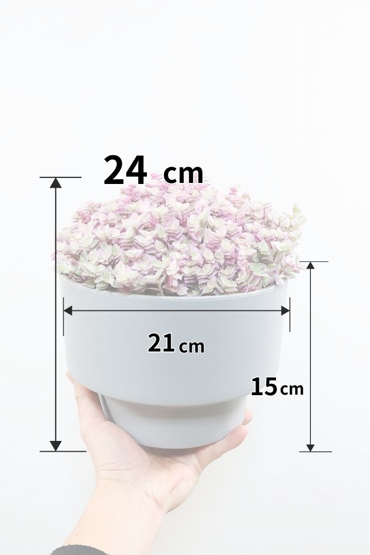 【カリシア ロザート】再入荷しました！大き目タイプ！目が覚めるようなパープルの葉っぱが素敵です！