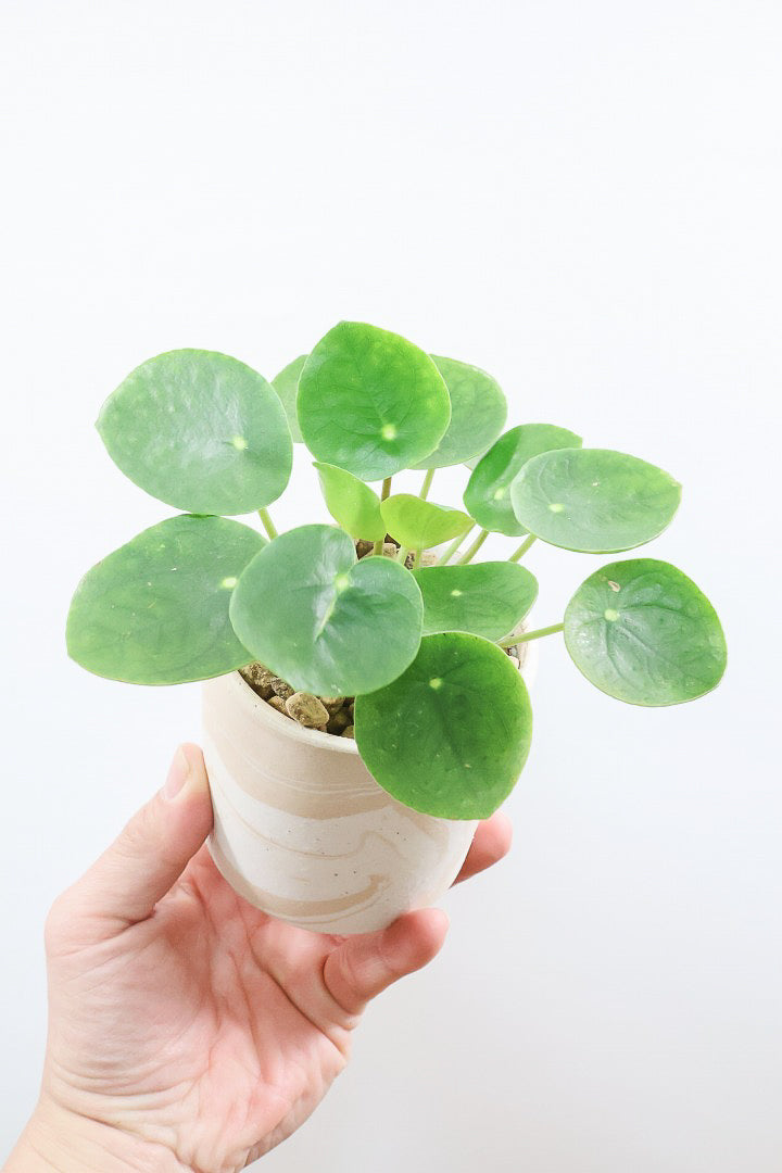 【ピレア ペペロミオイデス】まん丸の葉がかわいい！子株が出てきてどんどん増える生長力旺盛な子です！