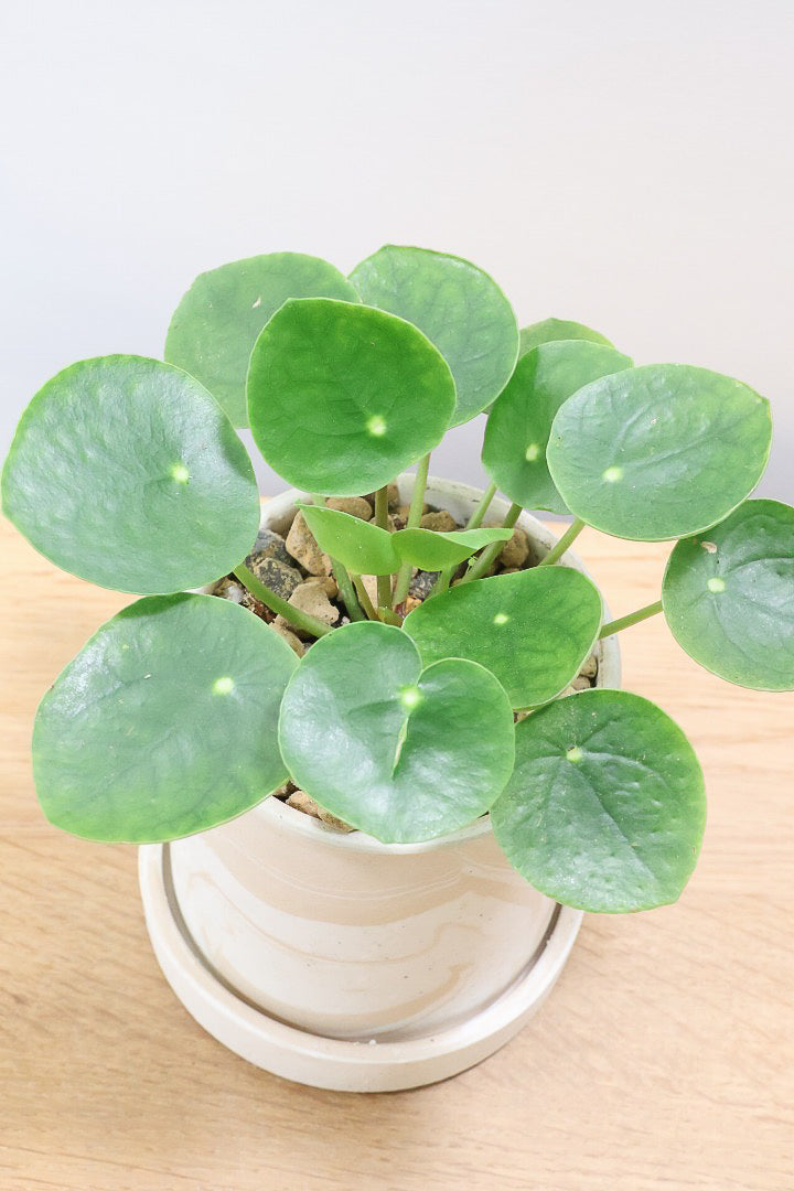 【ピレア ペペロミオイデス】まん丸の葉がかわいい！子株が出てきてどんどん増える生長力旺盛な子です！