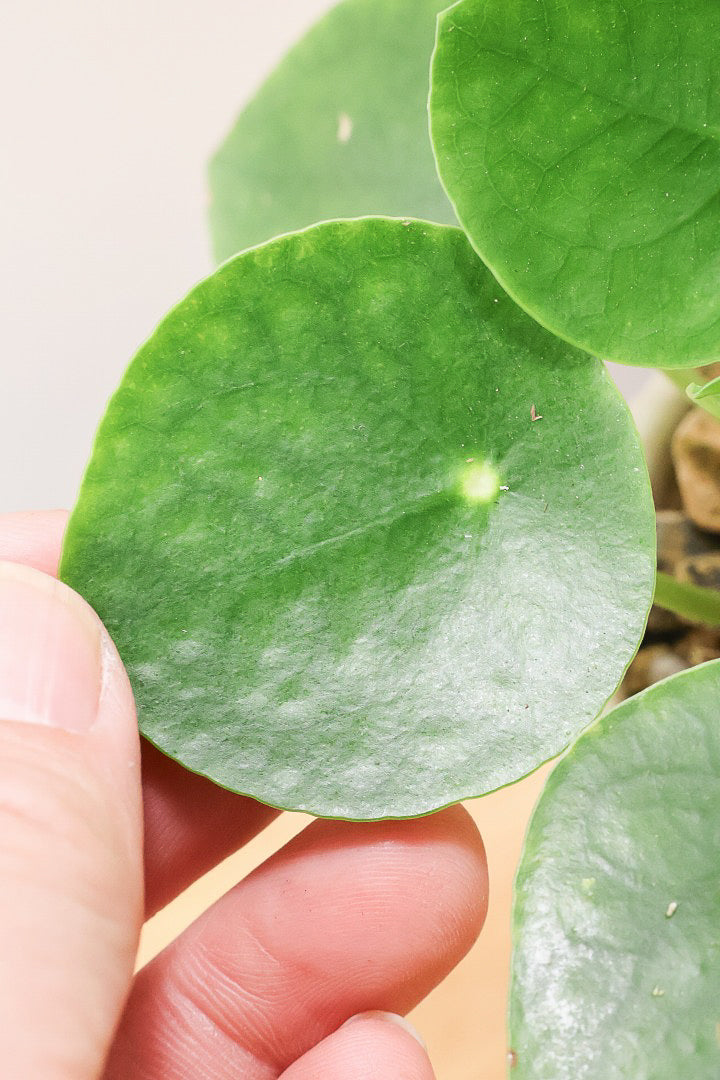 【ピレア ペペロミオイデス】まん丸の葉がかわいい！子株が出てきてどんどん増える生長力旺盛な子です！