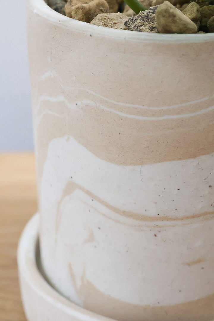 【ピレア ペペロミオイデス】まん丸の葉がかわいい！子株が出てきてどんどん増える生長力旺盛な子です！