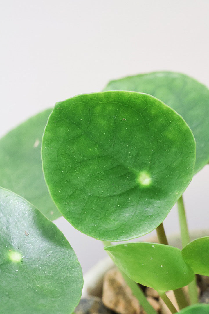 【ピレア ペペロミオイデス】まん丸の葉がかわいい！子株が出てきてどんどん増える生長力旺盛な子です！
