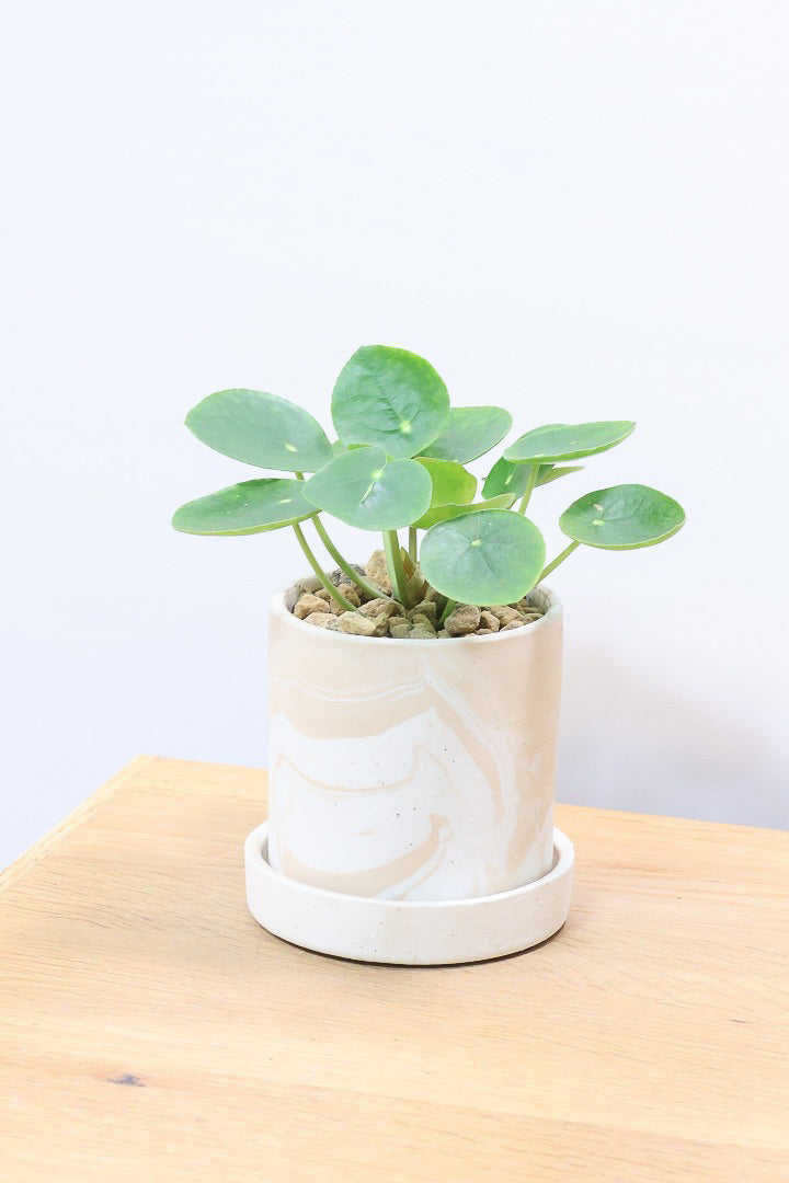 【ピレア ペペロミオイデス】まん丸の葉がかわいい！子株が出てきてどんどん増える生長力旺盛な子です！