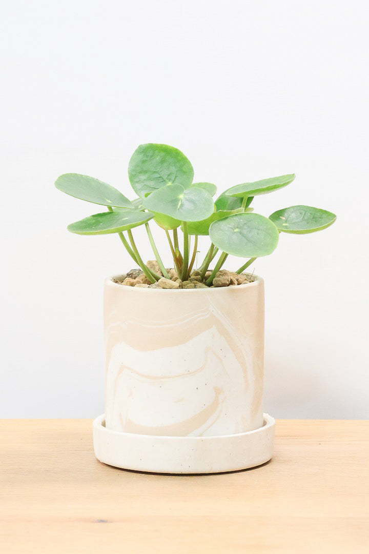 【ピレア ペペロミオイデス】まん丸の葉がかわいい！子株が出てきてどんどん増える生長力旺盛な子です！