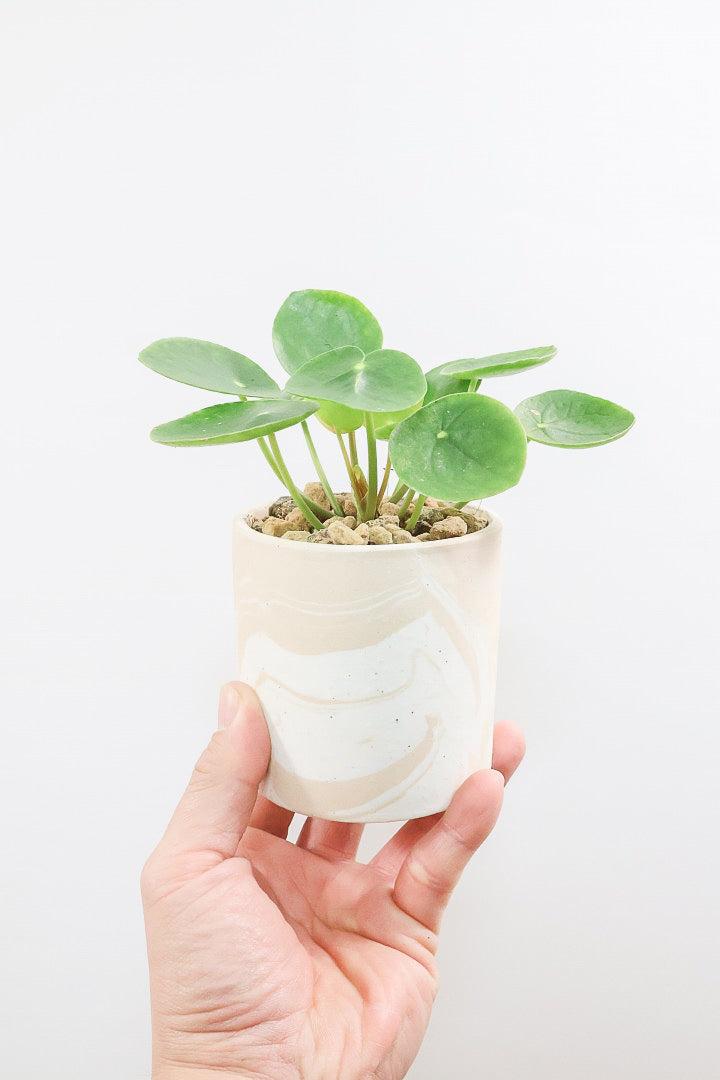 【ピレア ペペロミオイデス】まん丸の葉がかわいい！子株が出てきてどんどん増える生長力旺盛な子です！