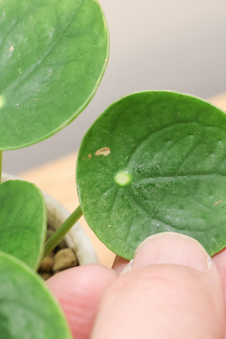 【ピレア ペペロミオイデス】まん丸の葉がかわいい！子株が出てきてどんどん増える生長力旺盛な子です！