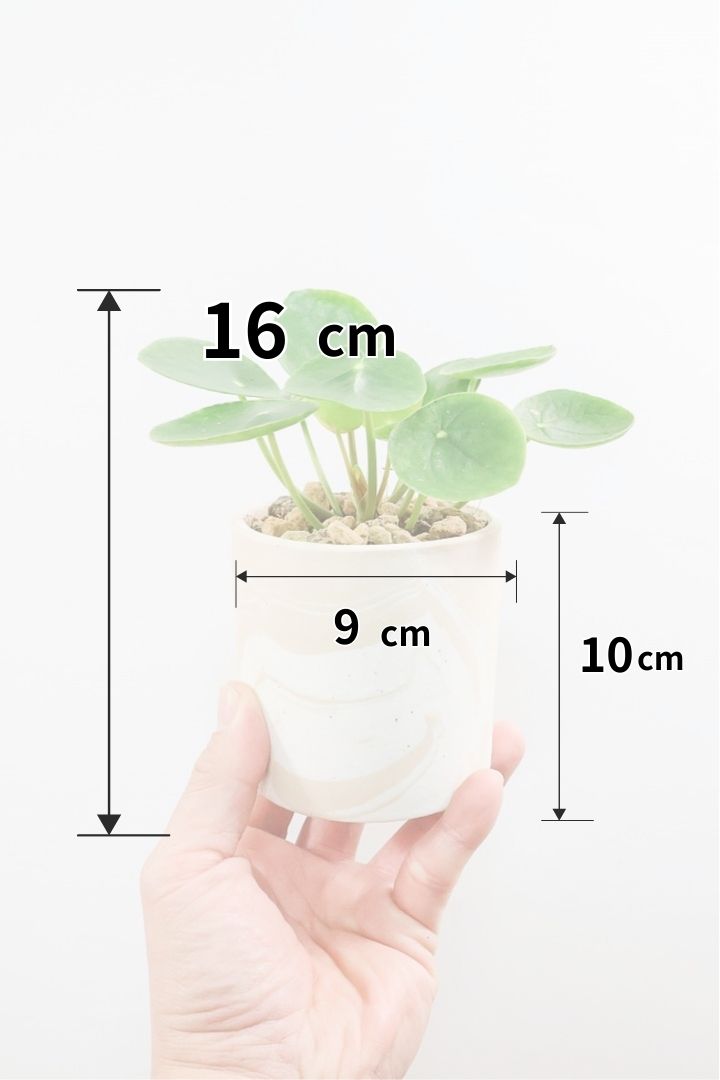 【ピレア ペペロミオイデス】まん丸の葉がかわいい！子株が出てきてどんどん増える生長力旺盛な子です！