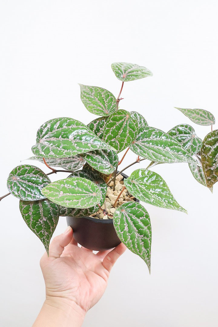 【ピペル SP】かなりの美葉！まだ品種名が決まっていないピンクが美しいレア品種です！