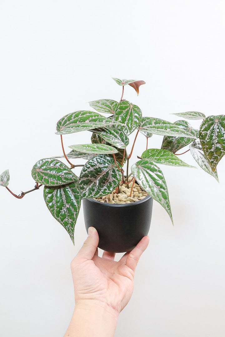 【ピペル SP】かなりの美葉！まだ品種名が決まっていないピンクが美しいレア品種です！