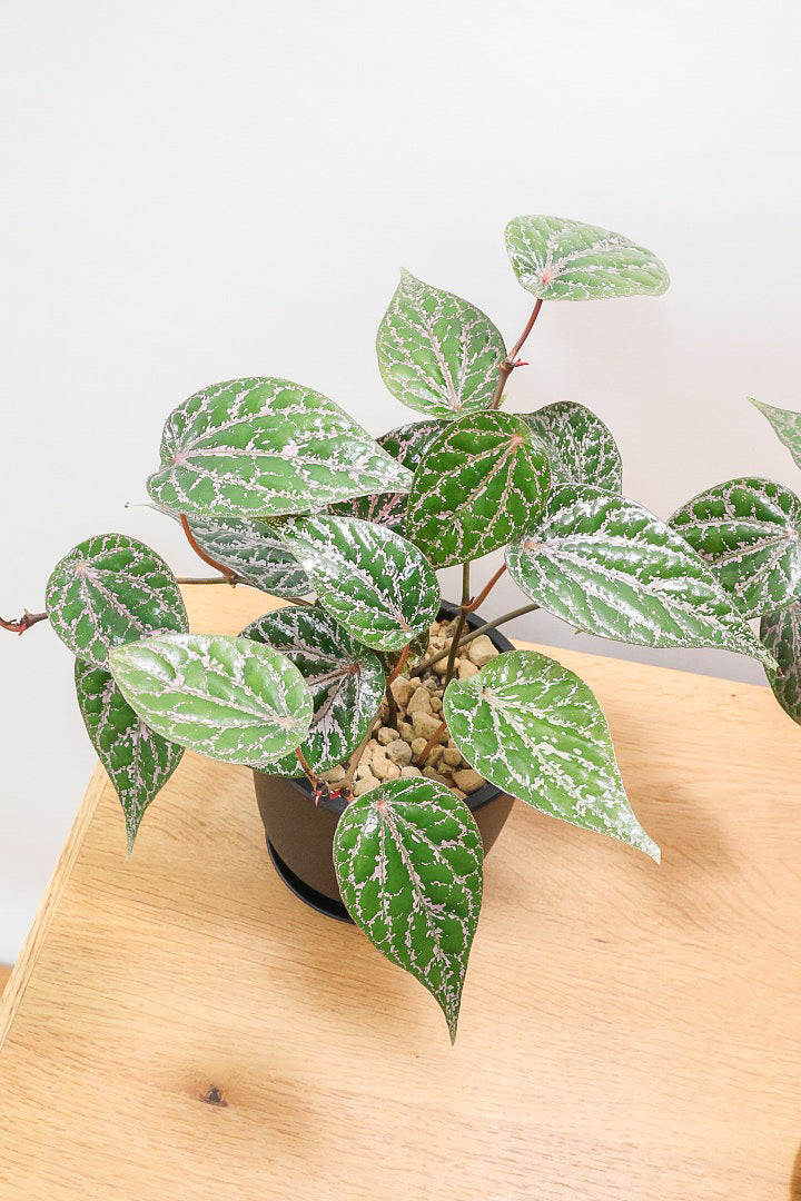 【ピペル SP】かなりの美葉！まだ品種名が決まっていないピンクが美しいレア品種です！