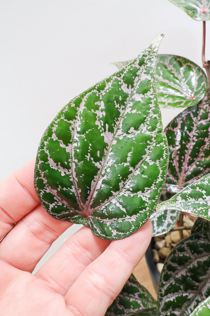 【ピペル SP】かなりの美葉！まだ品種名が決まっていないピンクが美しいレア品種です！