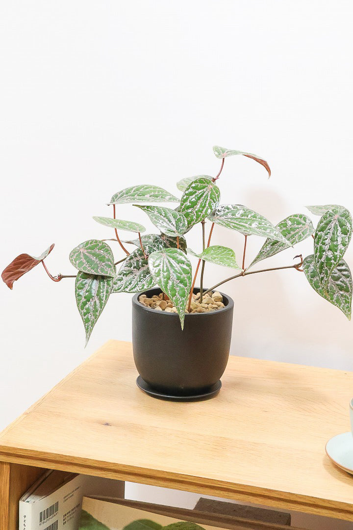 【ピペル SP】かなりの美葉！まだ品種名が決まっていないピンクが美しいレア品種です！