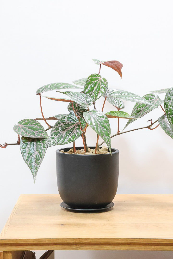 【ピペル SP】かなりの美葉！まだ品種名が決まっていないピンクが美しいレア品種です！