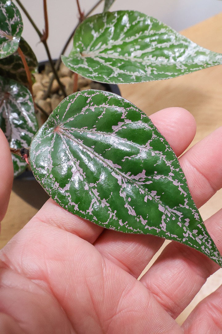 【ピペル SP】かなりの美葉！まだ品種名が決まっていないピンクが美しいレア品種です！