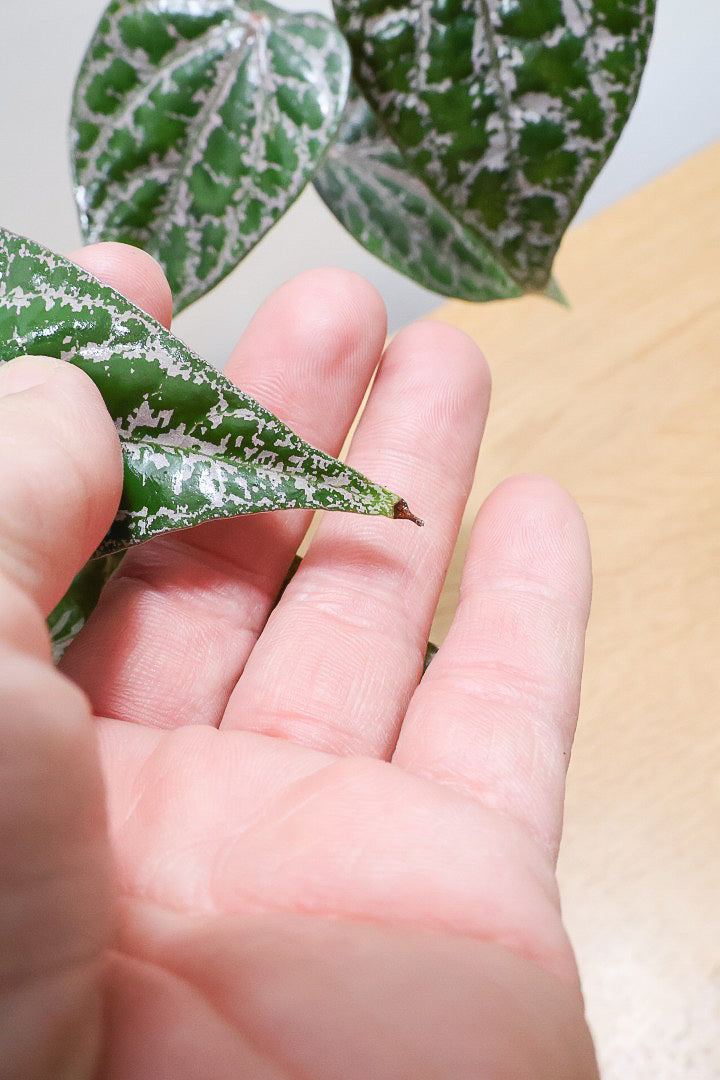 【ピペル SP】かなりの美葉！まだ品種名が決まっていないピンクが美しいレア品種です！