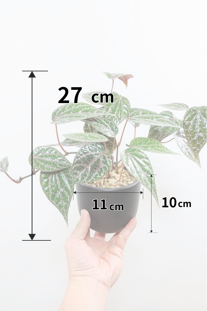 【ピペル SP】かなりの美葉！まだ品種名が決まっていないピンクが美しいレア品種です！