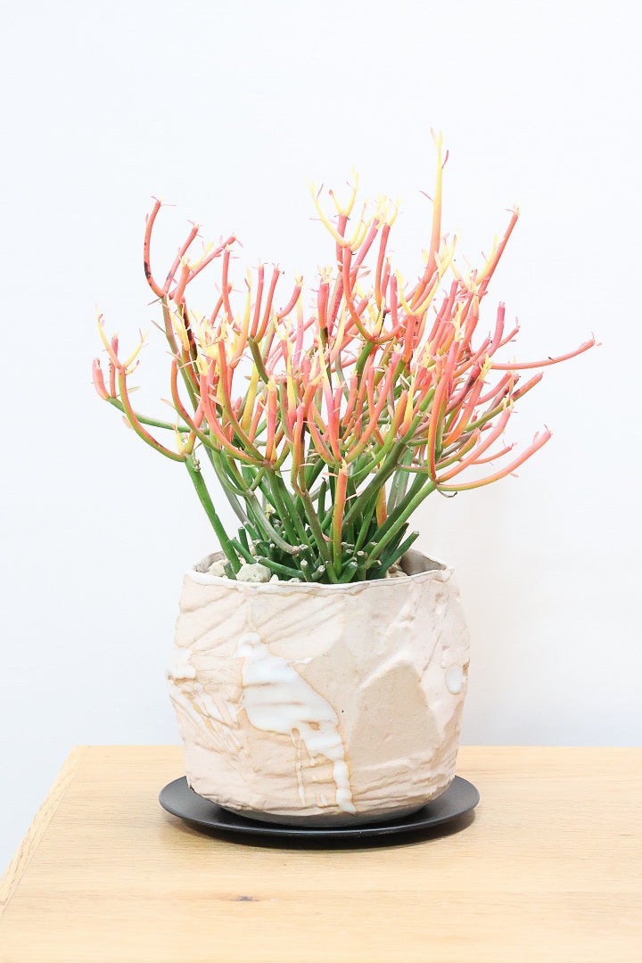 【ミルクブッシュ ファイアースティック】極上の仕上がりです！とてもきれいに色付いています！樹液がミルクのように白いことからこの名前になりました！