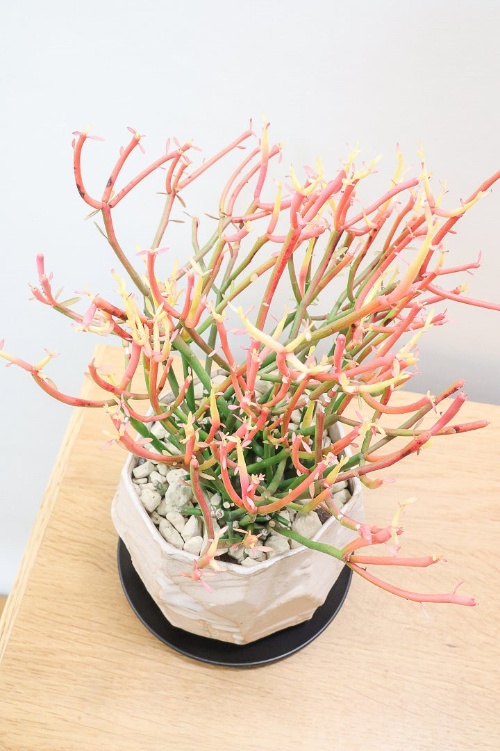 【ミルクブッシュ ファイアースティック】極上の仕上がりです！とてもきれいに色付いています！樹液がミルクのように白いことからこの名前になりました！