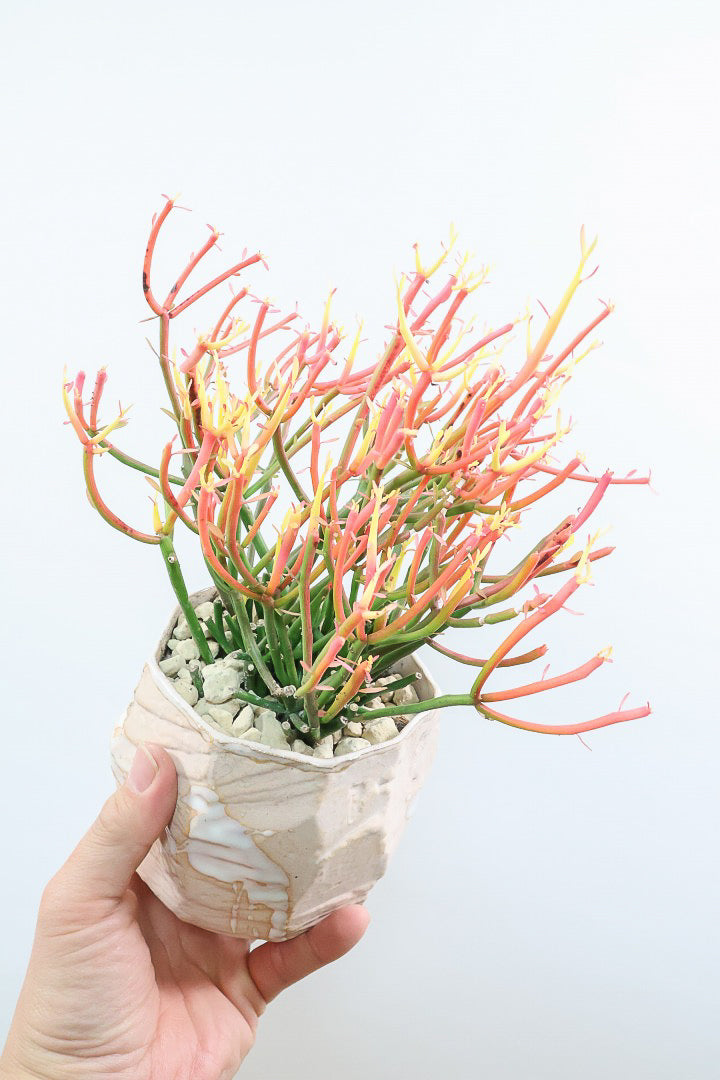 【ミルクブッシュ ファイアースティック】極上の仕上がりです！とてもきれいに色付いています！樹液がミルクのように白いことからこの名前になりました！