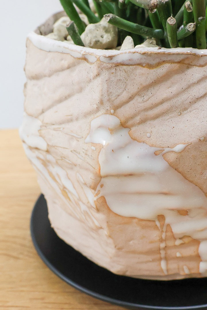 【ミルクブッシュ ファイアースティック】極上の仕上がりです！とてもきれいに色付いています！樹液がミルクのように白いことからこの名前になりました！