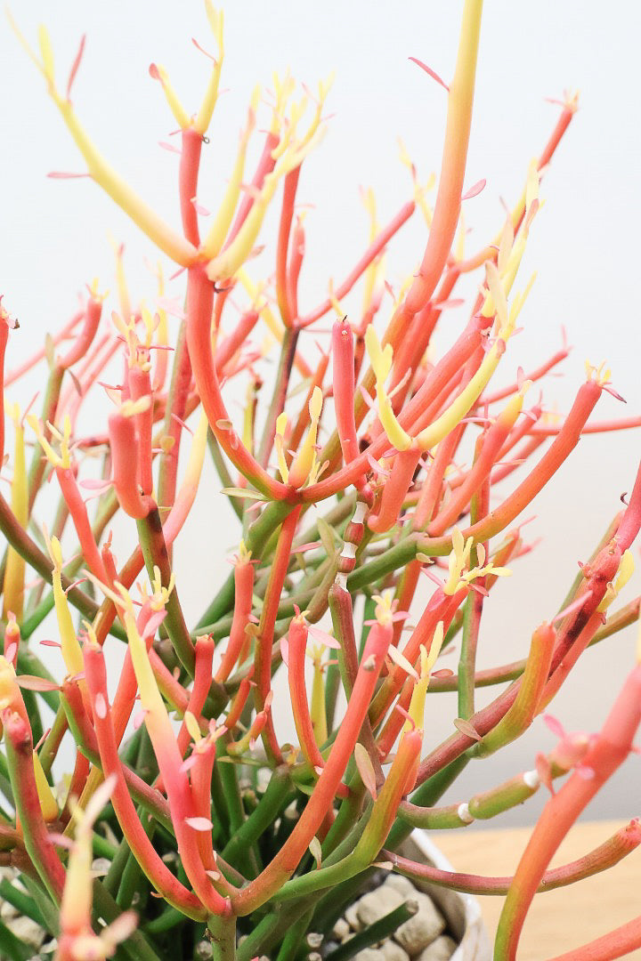 【ミルクブッシュ ファイアースティック】極上の仕上がりです！とてもきれいに色付いています！樹液がミルクのように白いことからこの名前になりました！