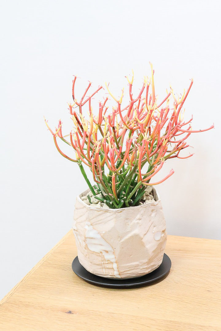 【ミルクブッシュ ファイアースティック】極上の仕上がりです！とてもきれいに色付いています！樹液がミルクのように白いことからこの名前になりました！