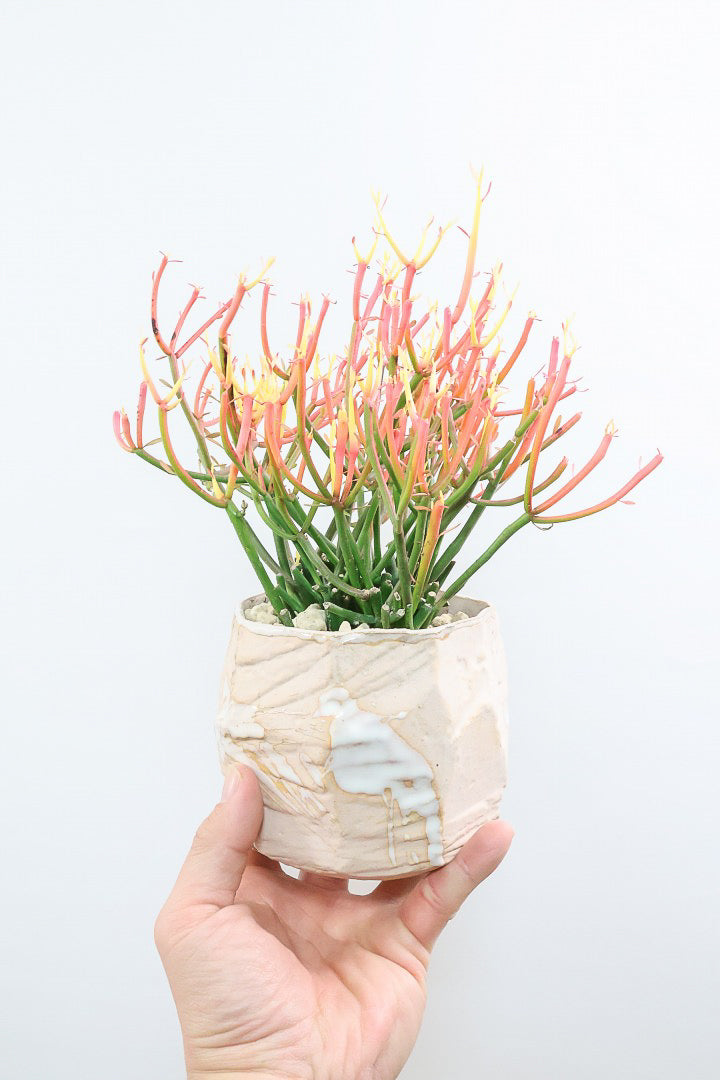 【ミルクブッシュ ファイアースティック】極上の仕上がりです！とてもきれいに色付いています！樹液がミルクのように白いことからこの名前になりました！