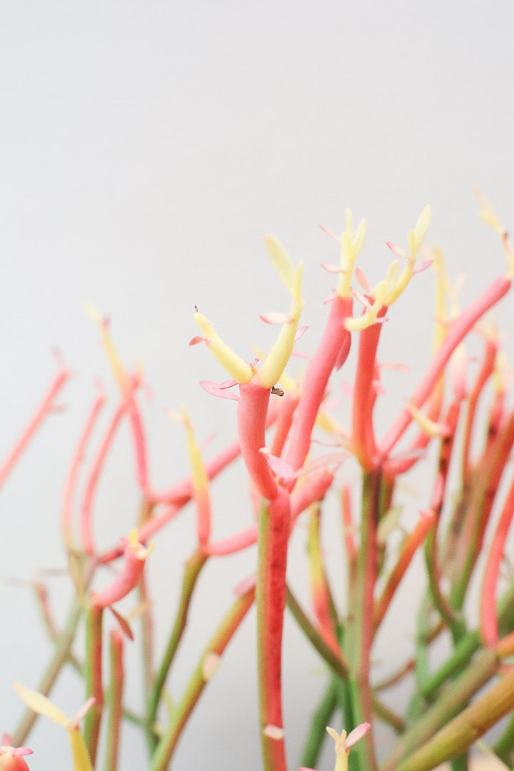 【ミルクブッシュ ファイアースティック】極上の仕上がりです！とてもきれいに色付いています！樹液がミルクのように白いことからこの名前になりました！