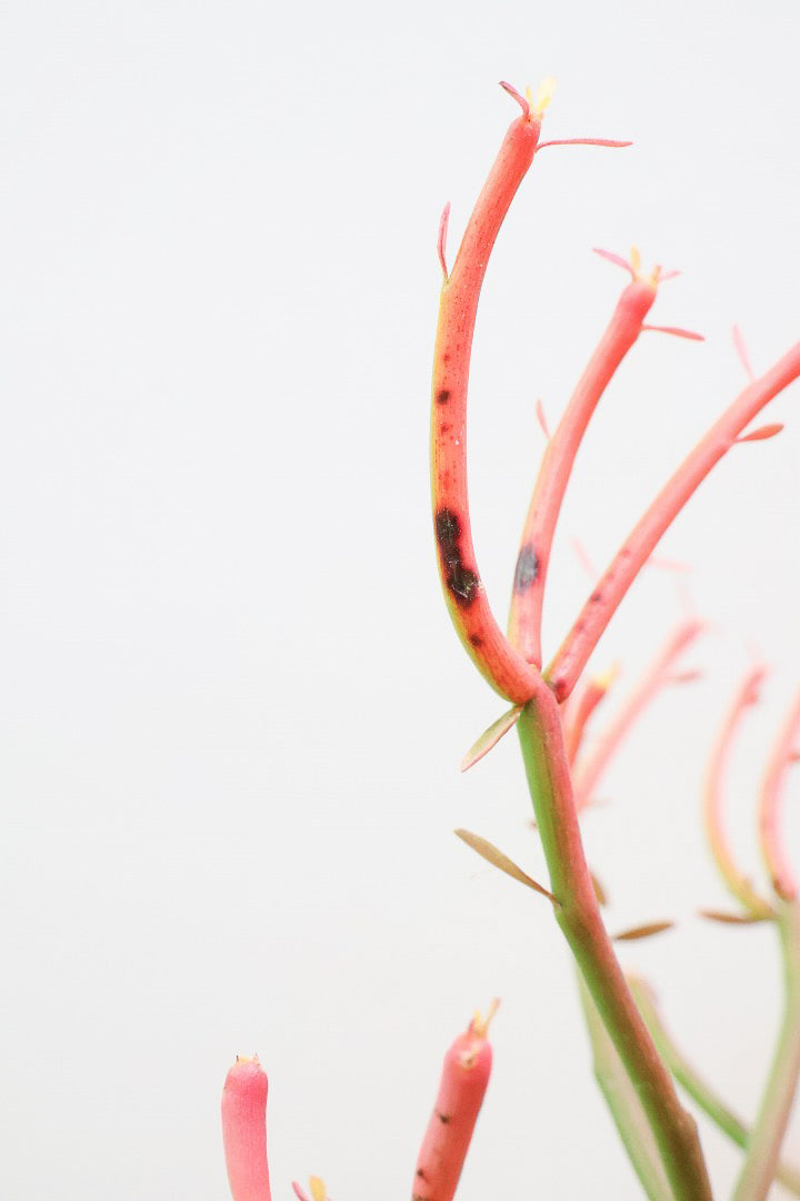 【ミルクブッシュ ファイアースティック】極上の仕上がりです！とてもきれいに色付いています！樹液がミルクのように白いことからこの名前になりました！