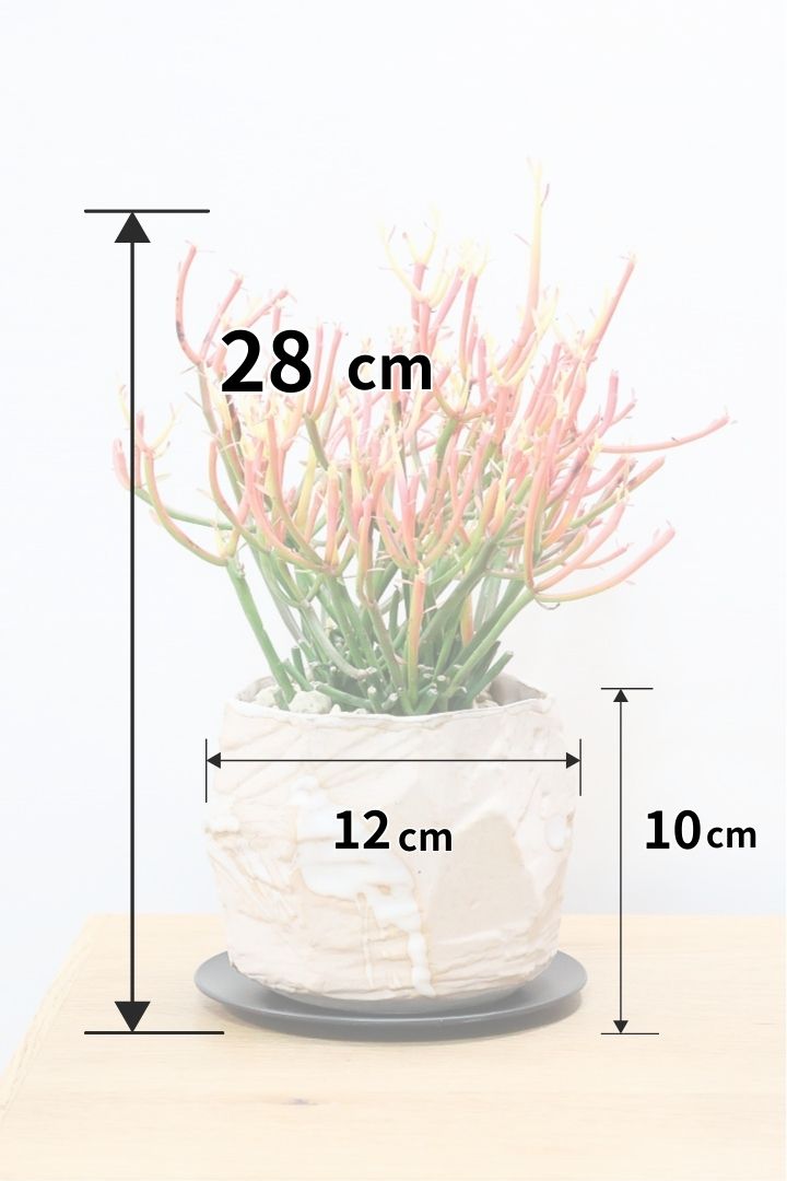 【ミルクブッシュ ファイアースティック】極上の仕上がりです！とてもきれいに色付いています！樹液がミルクのように白いことからこの名前になりました！