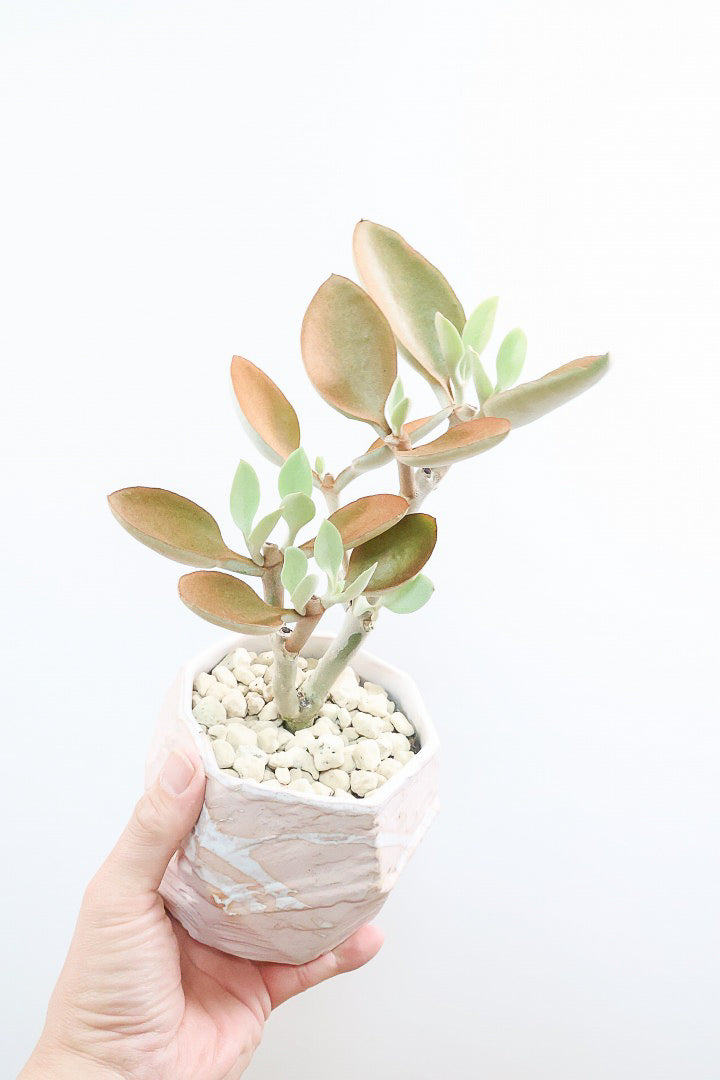 【カランコエ オルギアリス】美しいブロンズリーフが特徴的。とにかく樹形が素晴らしいです！いいサイズ感です！