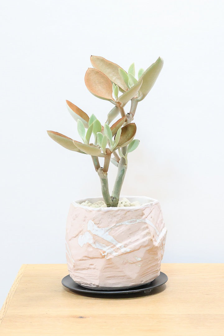 【カランコエ オルギアリス】美しいブロンズリーフが特徴的。とにかく樹形が素晴らしいです！いいサイズ感です！