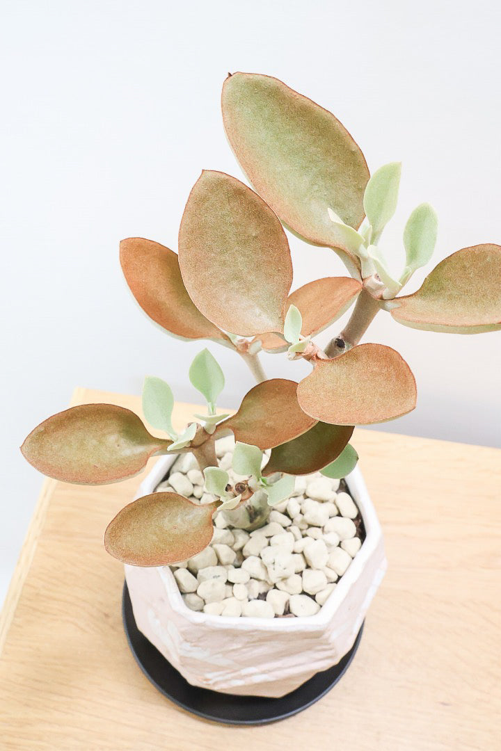 【カランコエ オルギアリス】美しいブロンズリーフが特徴的。とにかく樹形が素晴らしいです！いいサイズ感です！