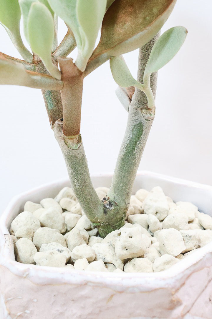 【カランコエ オルギアリス】美しいブロンズリーフが特徴的。とにかく樹形が素晴らしいです！いいサイズ感です！