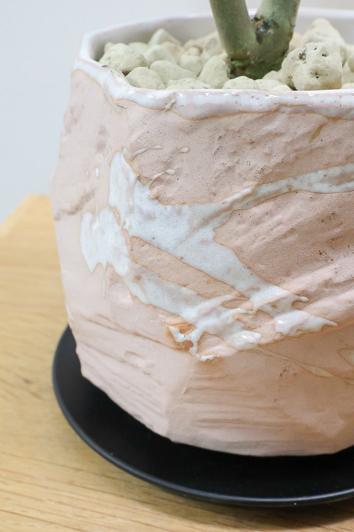 【カランコエ オルギアリス】美しいブロンズリーフが特徴的。とにかく樹形が素晴らしいです！いいサイズ感です！