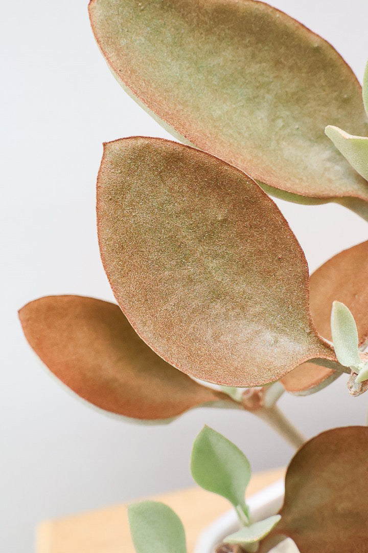 【カランコエ オルギアリス】美しいブロンズリーフが特徴的。とにかく樹形が素晴らしいです！いいサイズ感です！