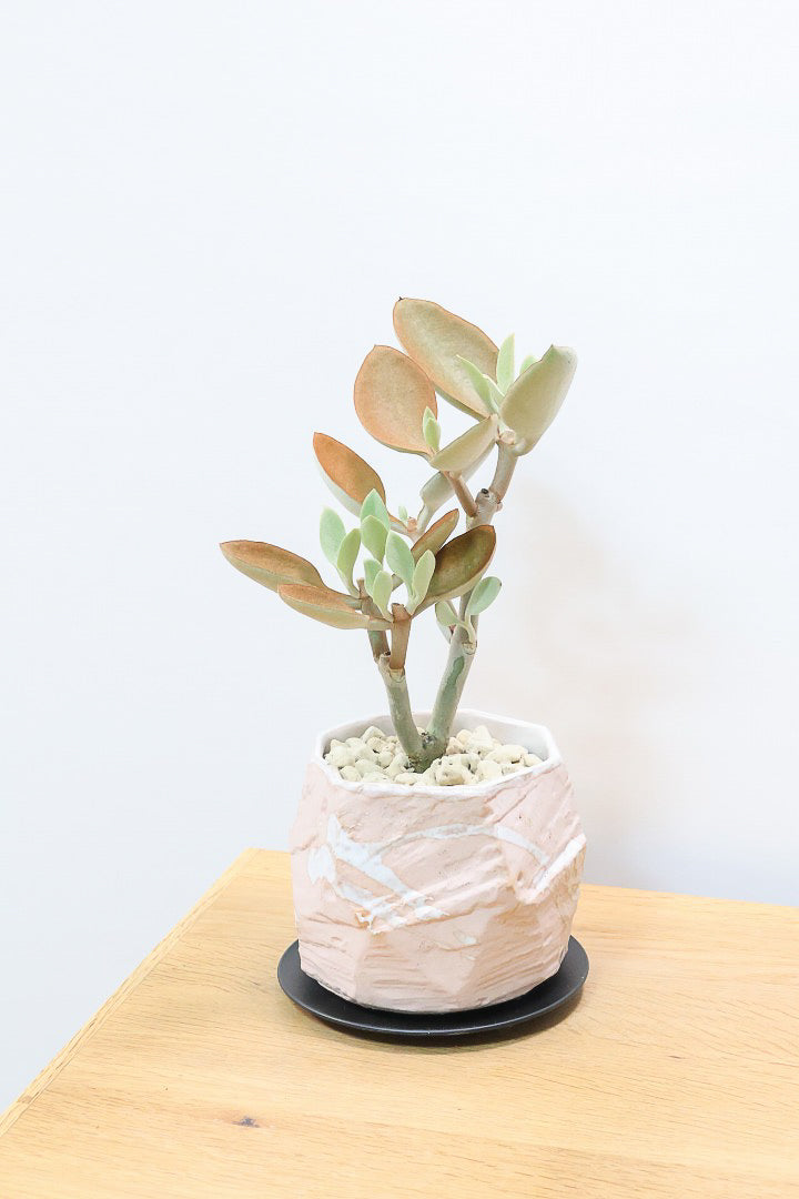 【カランコエ オルギアリス】美しいブロンズリーフが特徴的。とにかく樹形が素晴らしいです！いいサイズ感です！